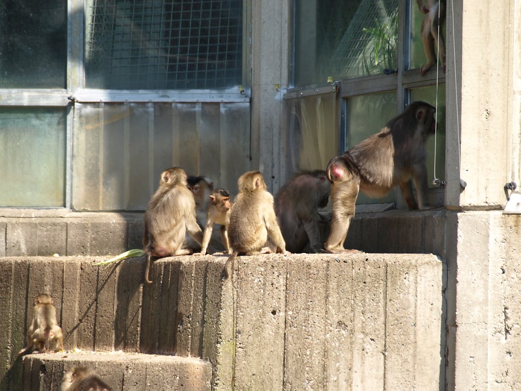 zoo__191_.JPG