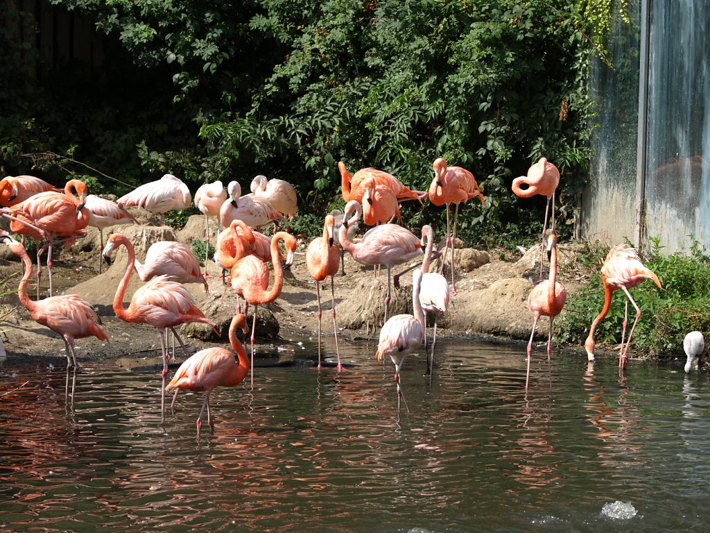 zoo__358_.JPG